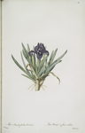 Iris pumila floribus violaceis