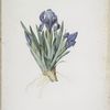Iris pumila floribus cæruleis