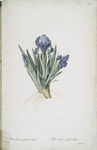 Iris pumila floribus cæruleis