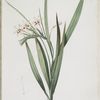 Gladiolus tubatus