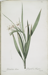 Gladiolus tubatus