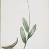 Allium victorialis