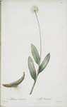 Allium victorialis