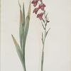 Gladiolus communis