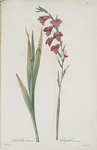 Gladiolus communis