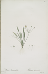 Alisma ranunculo'ides