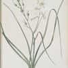 Anthericum Liliago