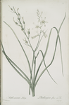 Anthericum Liliago