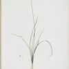Allium lusitanicum