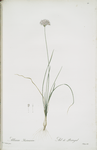 Allium lusitanicum