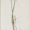 Allium palens