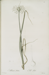Allium palens