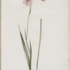 Gladiolus hirsutus