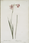 Gladiolus hirsutus