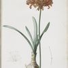 Amaryllis curvifolia