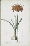 Amaryllis curvifolia