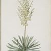 Yucca filamentosa