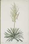 Yucca filamentosa