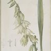 Yucca filamentosa