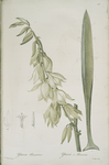 Yucca filamentosa