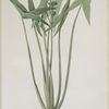 Sagittaria sagittifolia