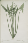 Sagittaria sagittifolia