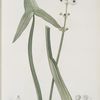 Sagittaria sagittifolia