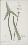 Sagittaria sagittifolia