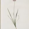Allium angulosum