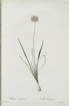Allium angulosum