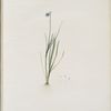 Sisyrinchium gramineum