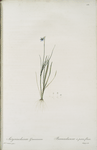 Sisyrinchium gramineum