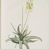 Anthericum alooides