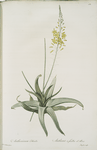 Anthericum alooides