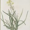 Anthericum frutescens