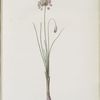 Allium bisulcum