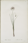 Allium bisulcum