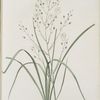 Phalangium ramosum