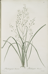 Phalangium ramosum
