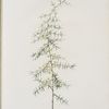 Asparagus horridus