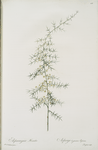Asparagus horridus