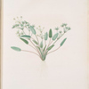 Alisma Damasonium