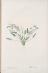 Alisma Damasonium