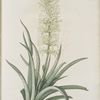 Sansevieria zeylanica