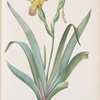 Iris variegata
