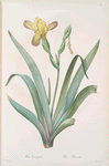 Iris variegata