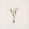 Crocus susianus