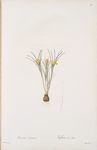 Crocus susianus