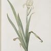 Iris virescens