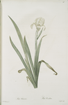 Iris virescens